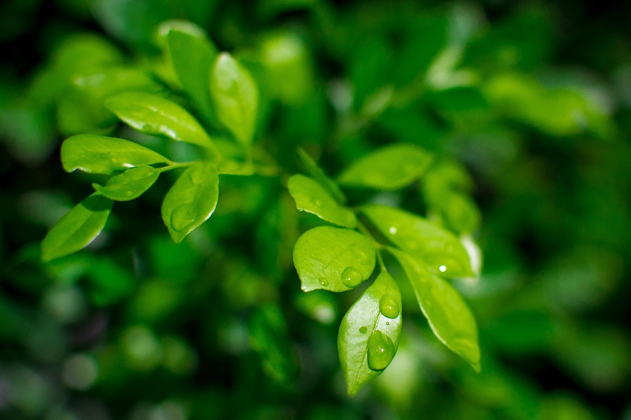 簕菜茶，自然馈赠的绿色瑰宝