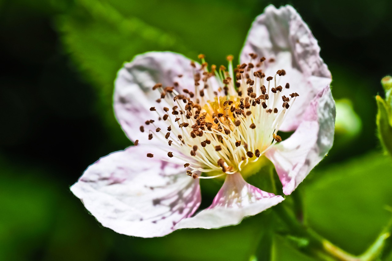 簕菜茶